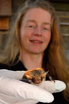 Samantha Pickering holding a rescued Natterer's bat (Myotis nattereri) in her hand in a flight cage to test its recovery and ability to fly before releasing it back to the wild, North Devon Bat Care,...