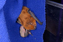 Rescued Common pipistrelle bat (Pipistrellus pipistrellus) with a young pup, just a few days old, partly hidden as it suckles from her, North Devon Bat Care, Barnstaple, Devon, UK, June 2016.