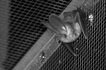 Rescued Brown long-eared bat (Plecotus auritus) resting in a flight cage after landing, having its recovery and ability to capture insects on the wing tested before release back to the wild,North Devo...