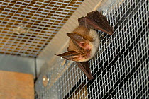 Rescued Brown long-eared bat (Plecotus auritus) resting in a flight cage after landing, having its recovery and ability to capture insects on the wing tested before release back to the wild,North Devo...