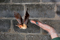 Rescued Brown long-eared bat (Plecotus auritus) flies from a hand as it has its ability to fly tested in a flight cage before release back to the wild, North Devon Bat Care, Barnstaple, Devon, UK, Jun...
