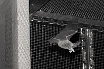 Rescued Brown long-eared bat (Plecotus auritus) flying in a flight cage eating a moth it has caught, having its ability to capture insects on the wing tested before release back to the wild, North Dev...
