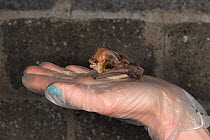Rescued Brown long-eared bat (Plecotus auritus) held in a hand, about to have its recovery and ability to fly tested in a flight cage before release back to the wild, North Devon Bat Care, Barnstaple,...