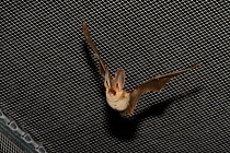 Rescued Brown long-eared bat (Plecotus auritus) with an injured ear flying in a flight cage, having its recovery and ability to capture insects on the wing tested before release back to the wild,North...
