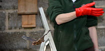 Rescued Leisler's bat / Lesser noctule (Nyctalus leisleri) having its recovery and ability to fly tested in a flight cage by Samantha Pickering at dusk, before being released back to the wild, North D...