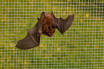 Whiskered bat (Myotis mystacinus) with a wing damaged by a cat resting on wires of a flight cage where its recovery and ability to fly is being tested at dusk as the wing heals, North Devon Bat Care,...