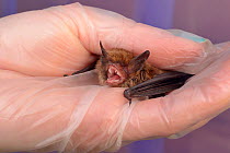 Rescued Whiskered bat (Myotis mystacinus) held in a hand, about to have its recovery and ability to fly tested in a flight cage before release back to the wild, North Devon Bat Care, Barnstaple, Devon...