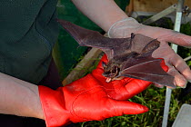 Rescued Serotine bat (Eptesicus serotinus) held in a hand performing a threat display while having its recovery and ability to fly tested in a flight cage before release back to the wild, North Devon...