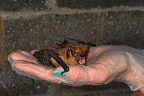 Rescued Serotine bat (Eptesicus serotinus) held in a hand, about to have its recovery and ability to fly tested in a flight cage before release back to the wild, North Devon Bat Care, Barnstaple, Devo...