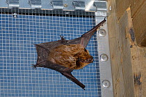 Rescued Serotine bat (Eptesicus serotinus) resting on wires of a flight cage where its recovery and ability to fly is being tested before being released to the wild, North Devon Bat Care, Barnstaple,...