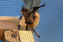 Rescued Serotine bat (Eptesicus serotinus) resting and echolocating on wires of a flight cage where its recovery and ability to fly is being tested before being released back to the wild, North Devon...
