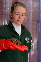 Rescued Serotine bat (Eptesicus serotinus) having its recovery and ability to fly tested in a flight cage by Samantha Pickering before release back to the wild, North Devon Bat Care, Barnstaple, Devon...