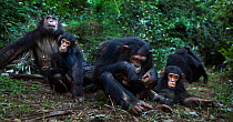Eastern chimpanzee (Pan troglodytes schweinfurtheii) adolescent male 'Tarzan' aged 12 years grooming infant male 'Gizmo' ages 3 years with female 'Golden' aged 14 years and her baby daughter 'Glama' a...