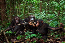 Eastern chimpanzee (Pan troglodytes schweinfurtheii) female 'Gremlin' aged 41 years feeding on tabogoro fruit with her daughter 'Golden' aged 14 years and her son 'Gimli' aged 8 years. Gombe National...