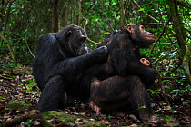 Eastern chimpanzee (Pan troglodytes schweinfurtheii) Alpha male 'Ferdinand' aged 20 years grooming female 'Golden' aged 14 years. Gombe National Park, Tanzania. May 2012.