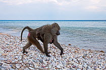 Olive baboon (Papio cynocephalus anubis) female carrying her baby walking along the shores of Lake Tanganyika, Gombe National Park, Tanzania. May 2012.
