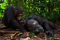 Eastern chimpanzee (Pan troglodytes schweinfurtheii) 'Gimli' aged 8 years grooming his mother 'Gremlin' aged 41 years. Gombe National Park, Tanzania. May 2012.