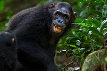 Eastern chimpanzee (Pan troglodytes schweinfurtheii) female 'Glitter' aged 14 years grimacing as part of greeting while being protective over new born baby aged 5-6 days. Gombe National Park, Tanzania...