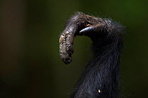 Eastern chimpanzee (Pan troglodytes schweinfurtheii) close-up of hand. Gombe National Park, Tanzania. June 2012.