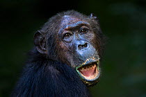 Eastern chimpanzee (Pan troglodytes schweinfurtheii) female 'Gremlin' aged 41 years head and shoulders portrait. Gombe National Park, Tanzania. May 2012.