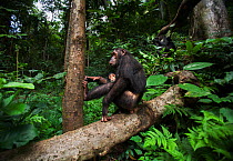 Eastern chimpanzee (Pan troglodytes schweinfurtheii) female 'Golden' aged 14 years with her baby daughter 'Glamma' aged 9 months sitting on a fallen tree. Gombe National Park, Tanzania. May 2012.