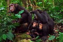 Eastern chimpanzee (Pan troglodytes schweinfurtheii) female 'Gremlin' aged 41 years grooms her daughter 'Golden' aged 14 years while their infants 'Gizmo' aged 3 years and 'Glamma' aged 9 months sit b...