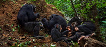 Eastern chimpanzee (Pan troglodytes schweinfurtheii) female 'Gremlin' aged 41 years and her daughter 'Gaia' aged 19 years termite fishing while their sons play. Gombe National Park, Tanzania. May 2012...