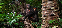 Eastern chimpanzee (Pan troglodytes schweinfurtheii) female 'Gremlin' aged 41 years carrying her infant son 'Gizmo' age 3 years sitting in bushes. Gombe National Park, Tanzania. May 2012.