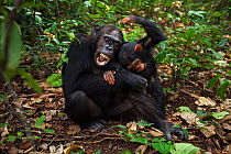 Eastern chimpanzee (Pan troglodytes schweinfurtheii) female 'Gaia' aged 19 years playing with her son 'Google' aged 3 years. Gombe National Park, Tanzania. May 2012.