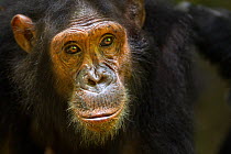 Eastern chimpanzee (Pan troglodytes schweinfurtheii) female 'Golden' aged 14 years portrait. Gombe National Park, Tanzania. May 2012.