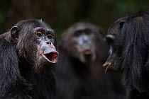 Eastern chimpanzee (Pan troglodytes schweinfurtheii) alpha male 'Ferdinand' aged 20 years, females Nuru' aged 22 years and 'Nasa' aged 24 years calling. Gombe National Park, Tanzania. June 2012.
