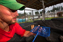Inmate checking on Oregon spotted frog (Rana pretiosa) in breeding tank. Prisoners in this facility are raising endangered frogs for release in the wild, as part of the Sustainability in Prisons Proje...