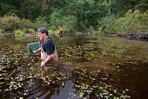 Oregon spotted frog (Rana pretiosa) biologist Mark Hayes checking on released frogs that were raised by inmates as part of Sustainability in Prison program, Washington, USA. September 2012.