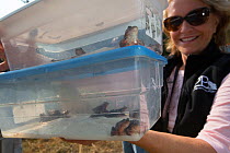 Oregon spotted frog (Rana pretiosa) biologist releasing frog that was raised by inmates as part of sustainability in prison program, Washington, USA. September 2012.