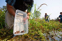 Oregon spotted frog (Rana pretiosa) biologist releasing frog that was raised by inmates as part of  Sustainability in Prison program, Washington, USA. September 2012.