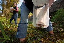 Oregon spotted frog (Rana pretiosa) biologist releasing frog that was raised by inmates as part of  Sustainability in Prison program, Washington, USA. September 2012.