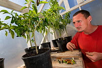 Chilli plant in organic garden tended to by inmates as part of Sustainability in Prison program, Cedar Creek Corrections Center, Washington, USA.  September 2012.