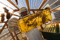 Inmate beekeeper with honeycomb of Honey Bee (Apis mellifera). Inmates in this prison are keeping bees as part of the Sustainability in Prison program, Cedar Creek Corrections Center, Washington, USA....