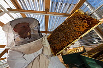 Inmate beekeeper with honeycomb of Honey Bee (Apis mellifera). Inmates in this prison are keeping bees as part of the Sustainability in Prison program, Cedar Creek Corrections Center, Washington, USA....