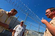 Inmates tending to native prairie plant seedlings as part of Sustainability in Prison program, Stafford Creek Corrections Center, Washington, USA. September 2012.