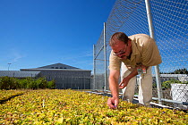 Inmates tending to native prairie plant seedlings as part of Sustainability in Prison program, Stafford Creek Corrections Center, Washington, USA. September 2012.