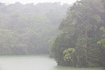 Tropical rainforest scene with rain, Gatun Lake, Barro Colorado Island, Gatun Lake, Panama Canal, Panama,