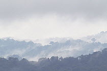 Tropical rainforest landscape with mist,  Barro Colorado Island, Gatun Lake, Panama Canal, Panama.