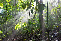 Tropical rainforest scene, Barro Colorado Island, Gatun Lake, Panama Canal, Panama.