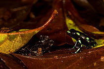 Green and black poison dart frog (Dendrobates auratus) Barro Colorado Island, Gatun Lake, Panama Canal, Panama.