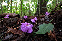 Jacaranda flowers fallen on the tropical rainforest floor, Barro Colorado Island, Gatun Lake, Panama Canal, Panama.
