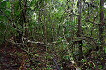 Tropical rainforest with lianas, Barro Colorado island, Gatun lake, Panama Canal, Panama.
