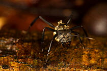 Carpenter ant (Camponotus sericeiventris) Barro Colorado Island, Gatun Lake, Panama Canal, Panama.
