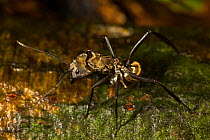 Carpenter ant (Camponotus sericeiventris) Barro Colorado Island, Gatun Lake, Panama Canal, Panama.