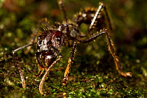 Bullet ant (Paraponera clavata) Barro Colorado Island, Gatun Lake, Panama Canal, Panama.